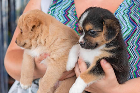 two brother puppies of dog between female handsの写真素材