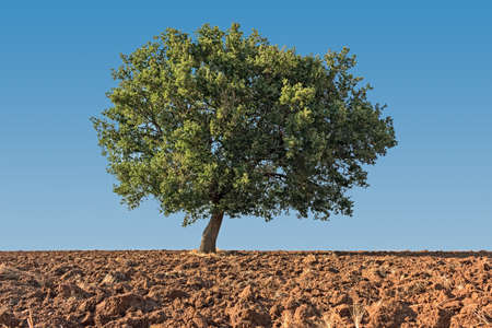 solitaire tree on ground in blue skyの写真素材