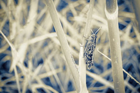 Cricket on plantの写真素材