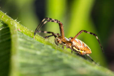 spider on leafの写真素材