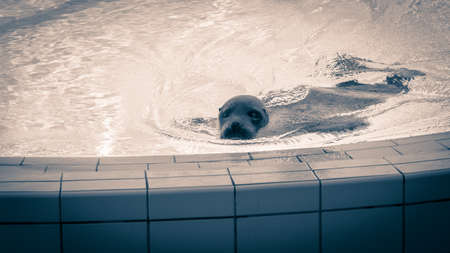 sea ??lion swims in the poolの写真素材