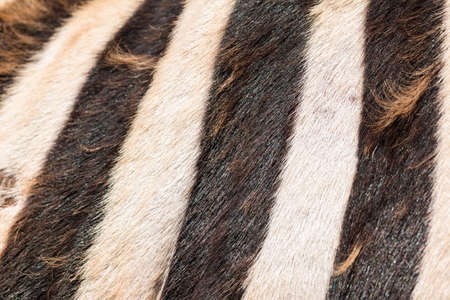 detail of zebra furの写真素材