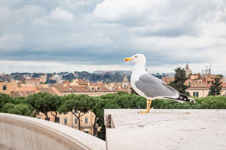 seagull on the roman monumentの写真素材