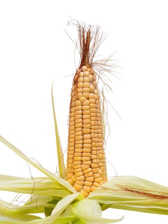 peeled corn on the natural whit leafの写真素材