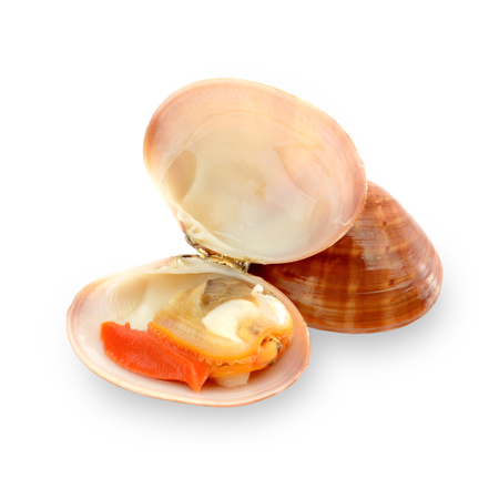 raw sea fruits called fasolari on white backgroundの写真素材