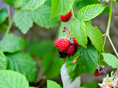 fresh natural wild red berries plant