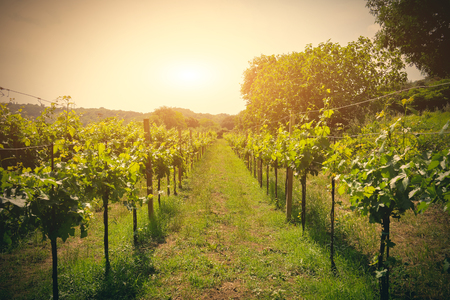 sunset view of vineyard with grapes of Caserta - Italyの写真素材