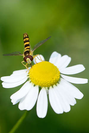 Common wasp sucking nectar from a flower of chamomile.
