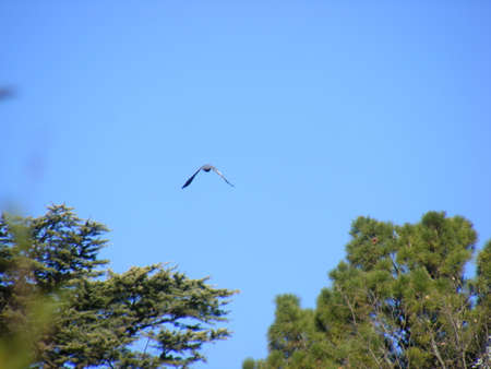 Flight of a pigeon across the blue sky.