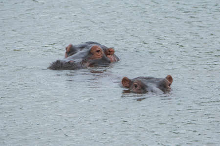 Two hippos looking at the camera on a lake.の写真素材