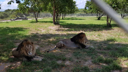 Two males lions laying on the shadow of a tree.の写真素材