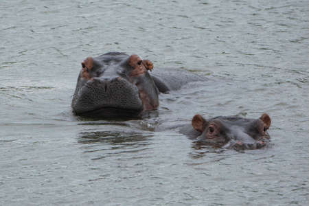 Two hippos diving and looking at the camera.の写真素材