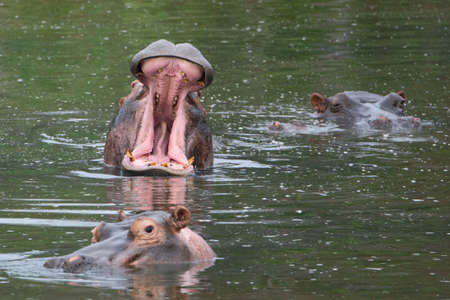 One hippo opening his mouth with two other hippos beside him.の写真素材