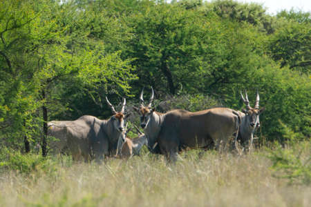 Tree Elands, looking the camera on the savanna.の写真素材