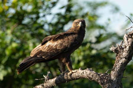 A spotted eagle on a tree looking at the camera, with the forest on the backgroundの写真素材