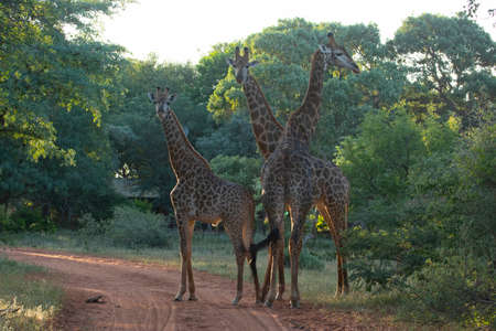 Three giraffes together looking a the camera on a reserve.の写真素材