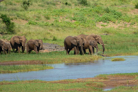 A group of elephants drinking on the side of the river.の写真素材