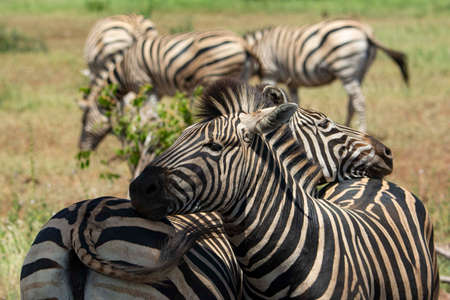 First plane scene of two zebras resting their head on each other.の写真素材