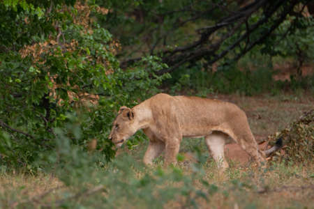 One female lion walking on the bushes on a hunting position.の写真素材