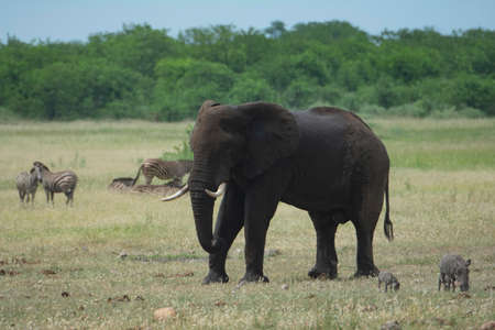 African elephant with zebras, and the savanna on the background.の写真素材
