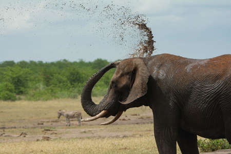 African elephant trowing water of his trunk to himself.の写真素材
