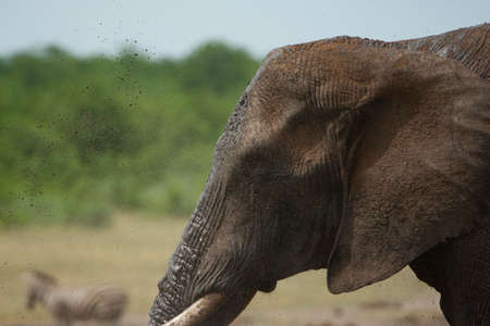 First plane scene of an huge african elephant with water on the air.の写真素材