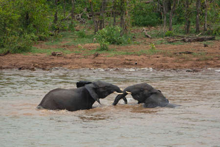Two elephants playing around with water on a river.の写真素材