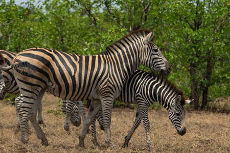An adult zebra with his little baby on the field with bush on the background.の写真素材