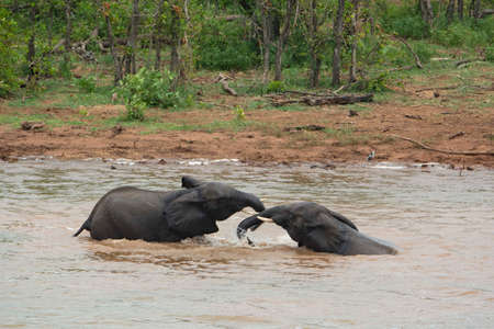 Two elephants playing around with water on a river.の写真素材