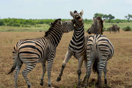 Tree funny zebras biting each other on the savanna.の写真素材