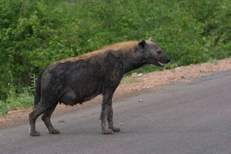 An pregnant spotted hyena all covered with mood on a road.の写真素材