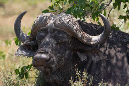 An african buffalo resting on shadow while eat grass.の写真素材