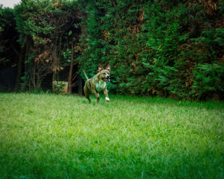 brindle-haired amstaff dog plays happy and runs in the parkの写真素材