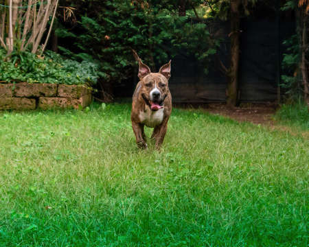 amstaff dog running and playing happy in a parkの写真素材