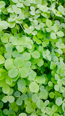 clover