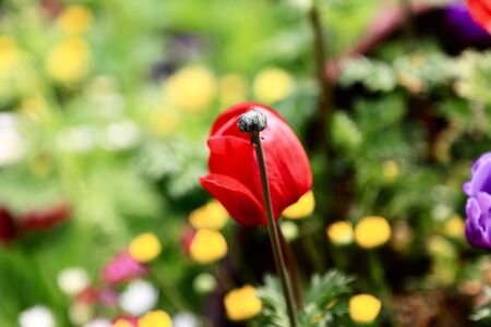 flowersの写真素材