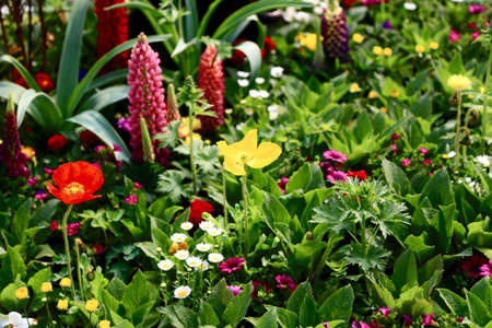 flowersの写真素材