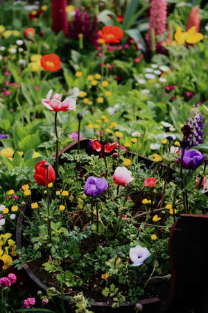 flowersの写真素材