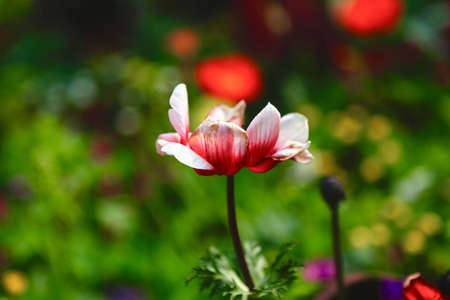 flowersの写真素材