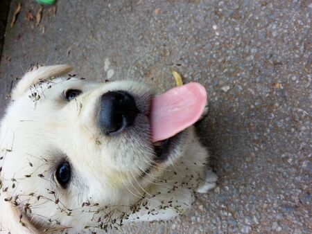 a cute native puppy from Jindo, Korea.の写真素材