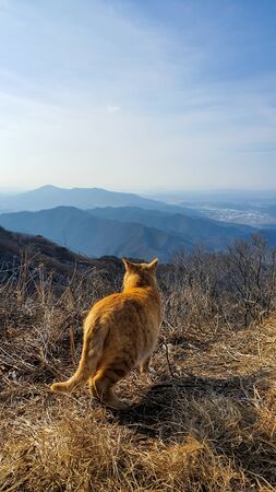korean Wildcat, Felis silvestris, in european autumn forest, sitting on mossy rock in autumn coniferous forest. Typical environment, Europe.の写真素材