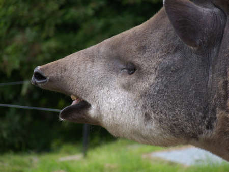 tapirの写真素材