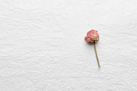 dried buds of roses on a white backgroundの写真素材