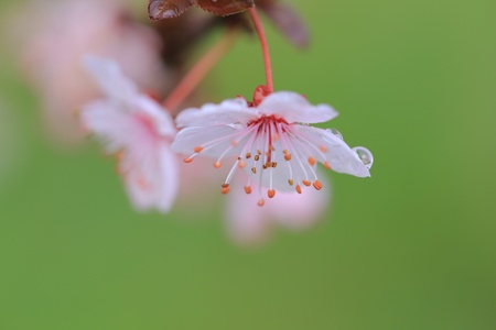 Cherry blossomの素材