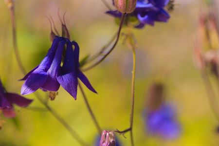 Columbine flowersの素材