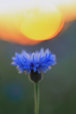 Flower and the sunの素材
