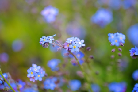 Forget me notの素材