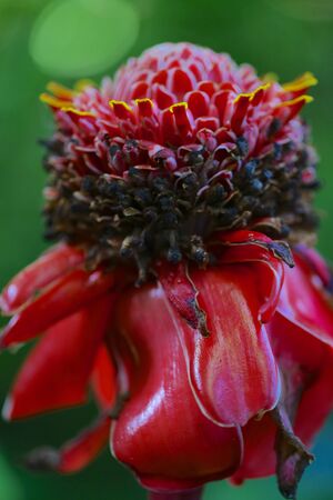 Torch flowerの素材