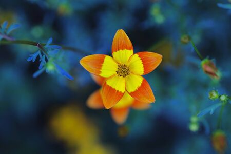 Blue and orange flowerの素材
