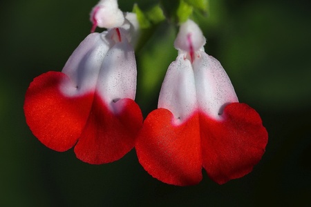 Red and white flowerの素材